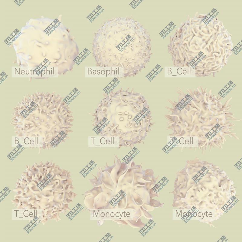 images/goods_img/20210114/3D Hummingbird Fur Animated Rigged model/4.jpg